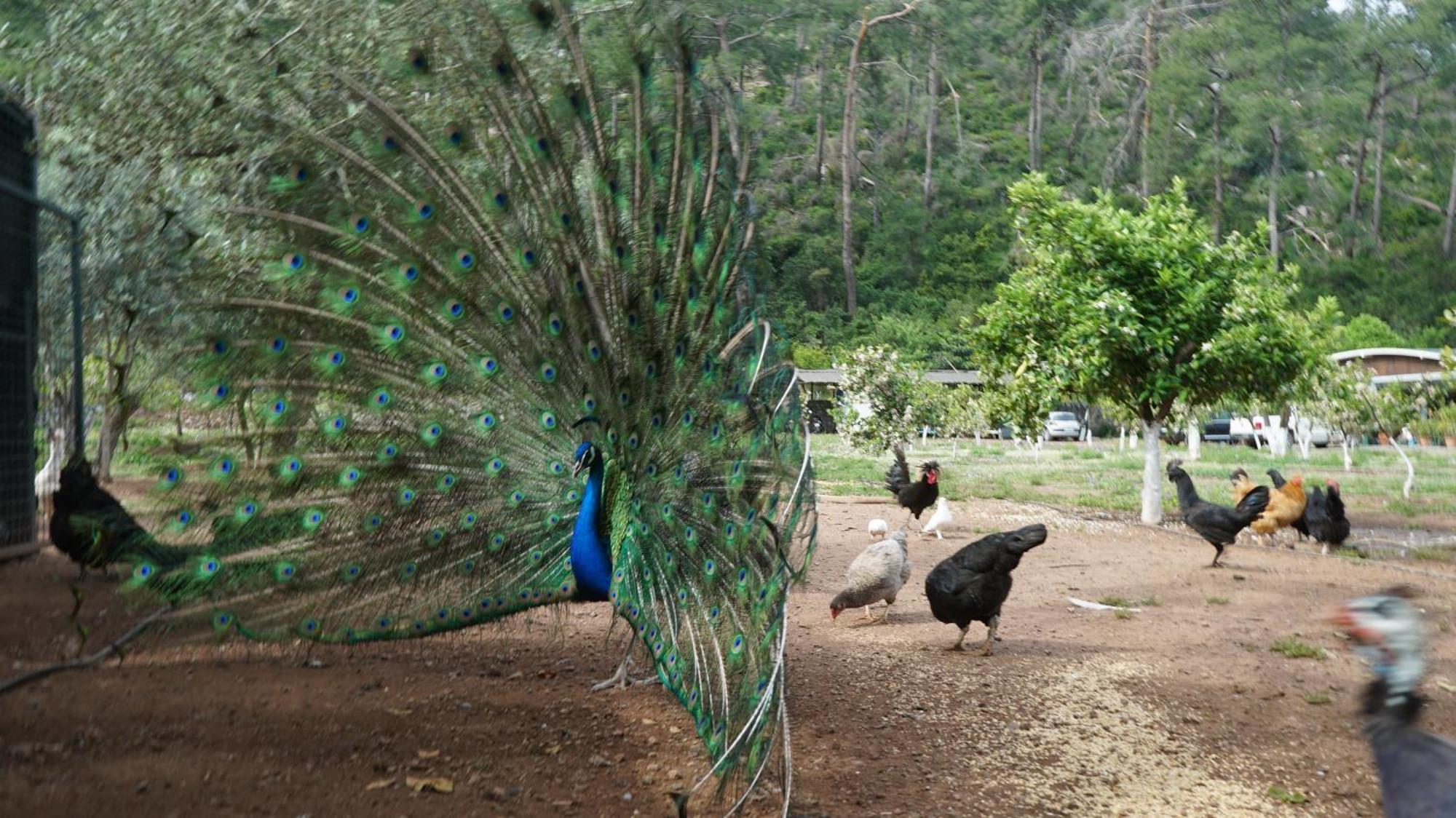 Doga Ciftlik Konaklama Marmaris Ngoại thất bức ảnh